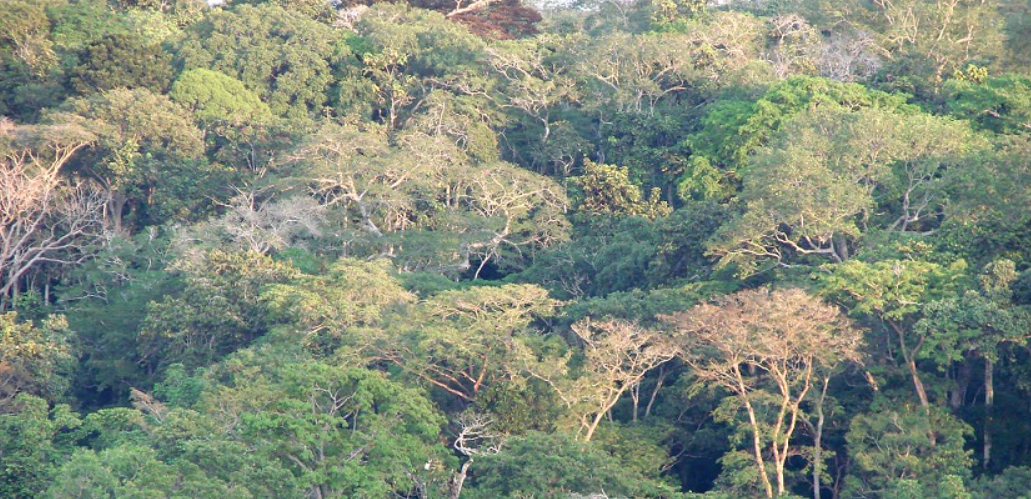 Tassi Savannah (Loango NP), Ogooué-Maritime, Gabon